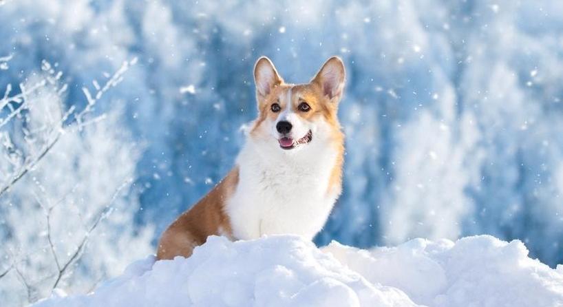 Kutyatartás télen - Mi számít túl hidegnek a sétához és a kintléthez?