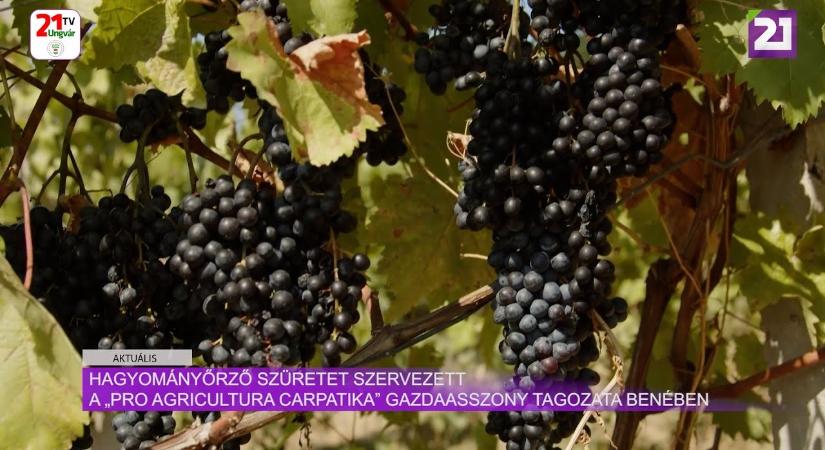 Aktuális (2024.09.10) Hagyományőrző szüretet szervezett a „Pro Agricultura Carpatika” gazdaasszony tagozata Benében (videó)