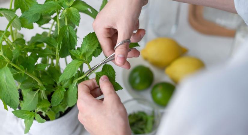 Gyógynövények, melyek segíthetnek az emésztési problémákban