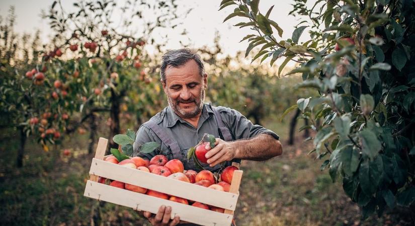 A feje tetejére állította a hőség az almapiacot, kisegítjük a lengyeleket