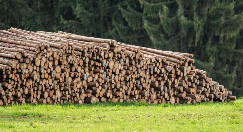 Idén is jut elég tűzifa a rászorulóknak