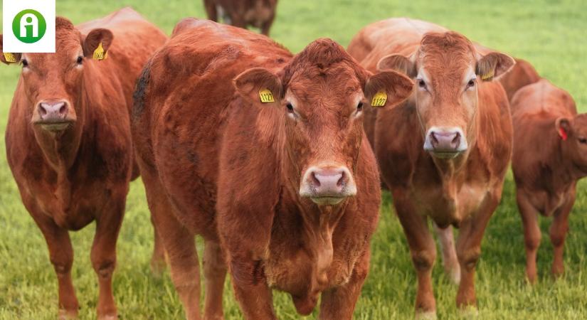 Döbbenetes emelkedésben a szarvasmarha ára