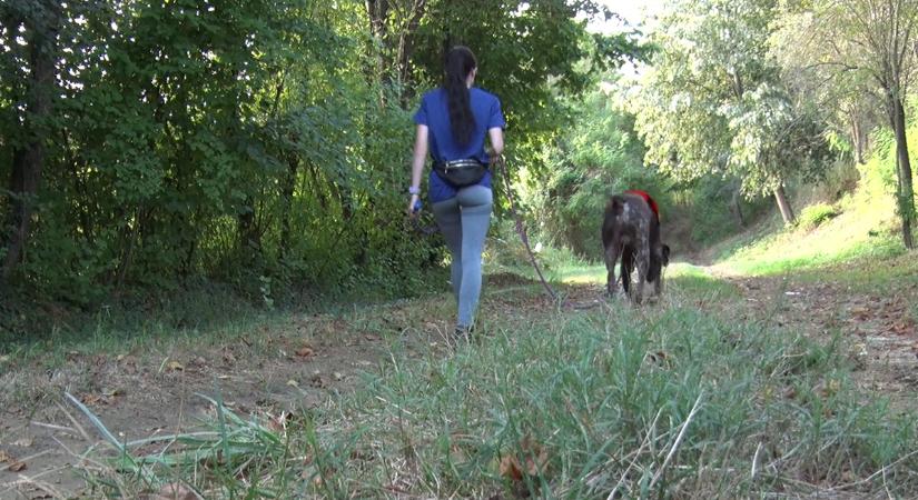 Figyelnie kell a szabályokra a kutyával erdőt járó gazdáknak