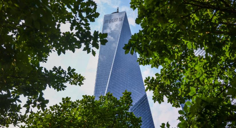 A remény szimbóluma lett 9/11-et túlélő fa