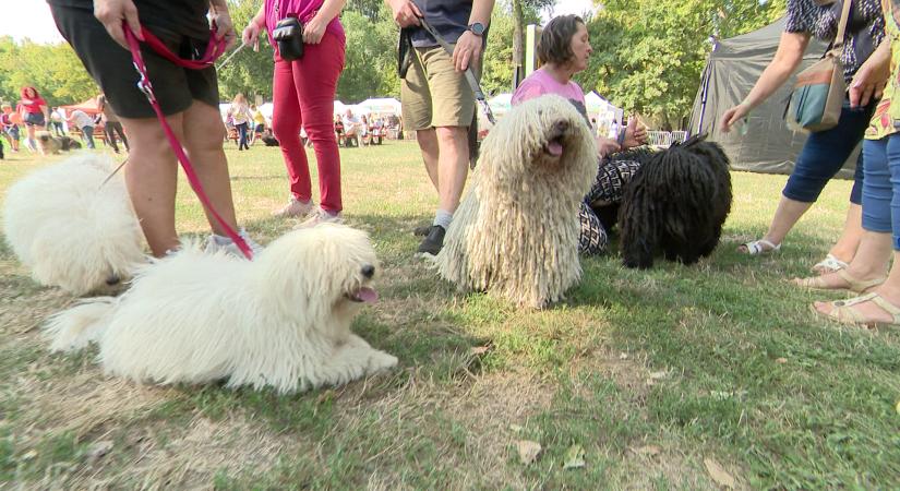 Radar - DOGZ fesztivál - mindent a kutyákról  videó