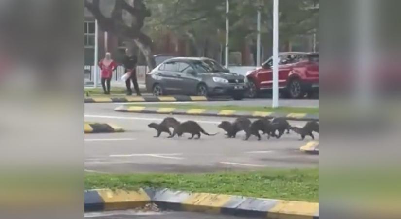 Kórházba szállítottak egy nőt, akire egy csapat vidra támadt Malajziában