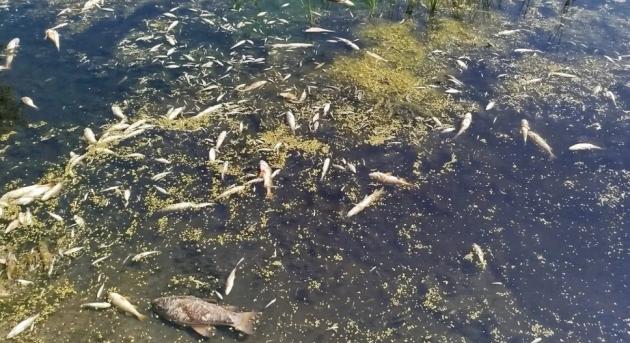 Bűzölög Csernyihiv központi strandja