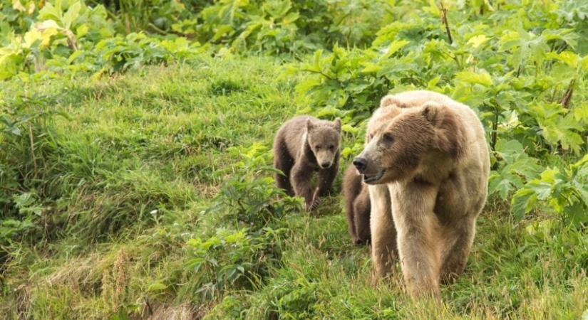 Turistalátványossággá vált „kolduló medvéket” fogtak el