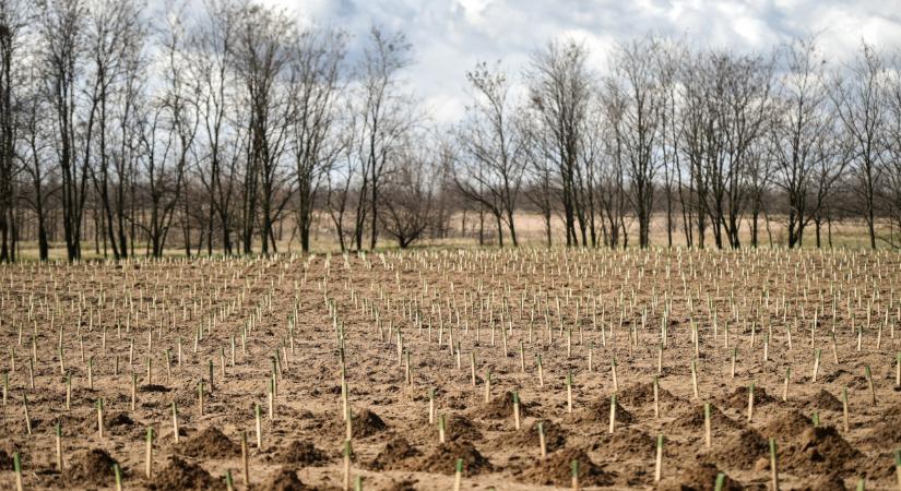 Elképesztő, ami az Alföldön történt: ez lett a homokból a térségben