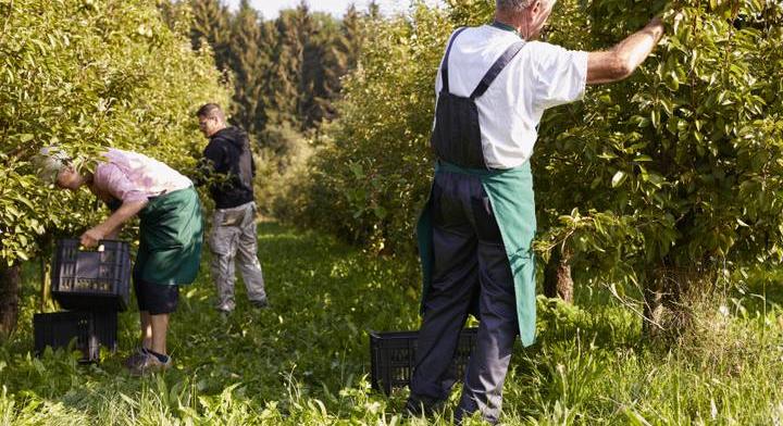 Eltűnhet a magyarok kedvenc őszi gyümölcse a boltokból