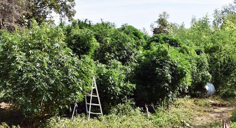 Brutális marihuana-ültetvényre bukkantak a rendőrök Szakonyban, így csaptak le a termesztőkre - fotók