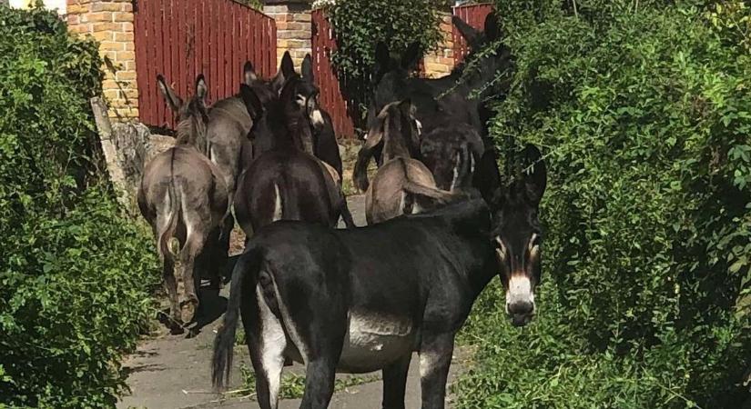 Polgárőrök keresték az utcán kóborló szamarak gazdáját