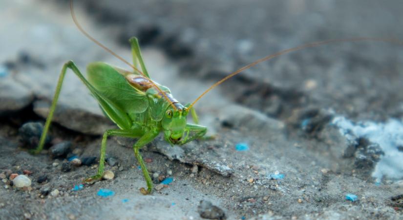 Sáskajárás volt két vármegyében – jövőre is sokan lehetnek