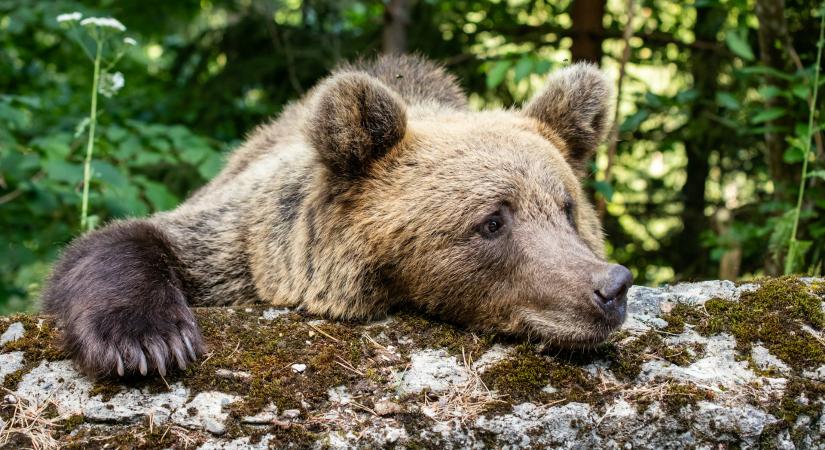 Megpecsételődött a turistáktól kolduló medvék sorsa Romániában