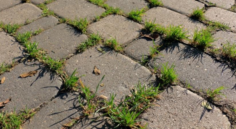 Hagyd az ecetet: örökre eltűnik a kavicsok és a térkövek közül a gaz, ha ezt csinálod - Soha nem nő újra a gyom