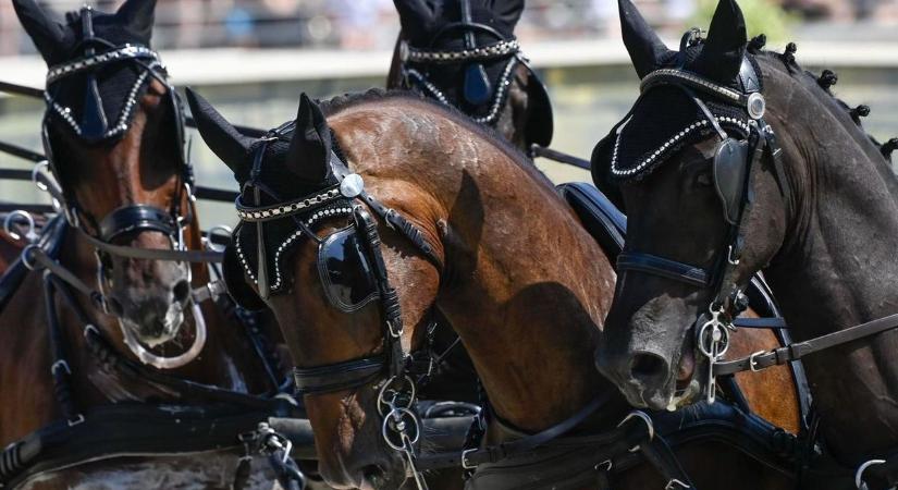 Fogathajtók döntője Maroslelén