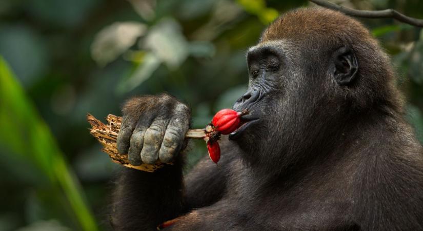 Öngyógyító gorillák mutatják meg az embernek az új növényi alapú gyógyszereket