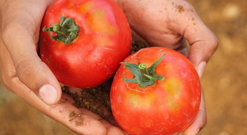 Aggasztó minőségű, vegyszerszennyezett paradicsommal árasztja el Marokkó Európát