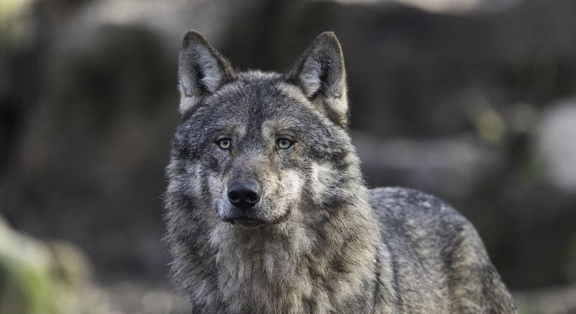 Már nincsenek börtönben a szabolcsi vadászok, akik felelősek a jeladós farkas kilövésért