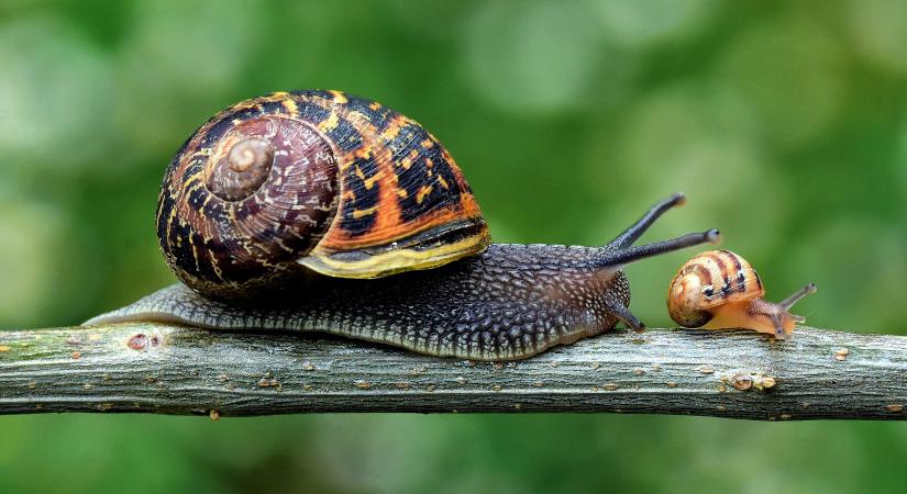 A kertész ismerősöm elárulta: így szabadulhatok meg egyszerűen a csigáktól, amelyhez már mindened megvan a hűtőben