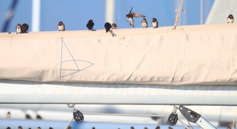 A hideg miatt hatalmas bajba kerültek a Balatonnál vonuló fecskék