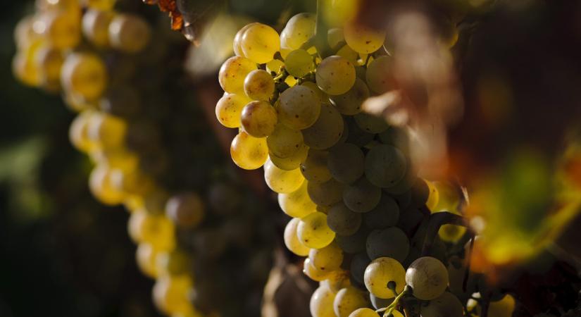 A tokaji borok nyertek ezen a versenyen