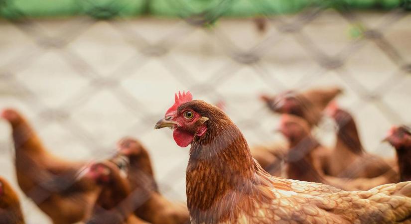 Szakértők figyelmeztetnek: az őszi és téli hónapokban növekedhet a madárinfluenza kockázata