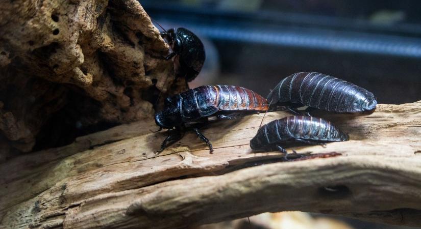 Hihetetlen: hamarosan csótányból készülhet az ebédünk