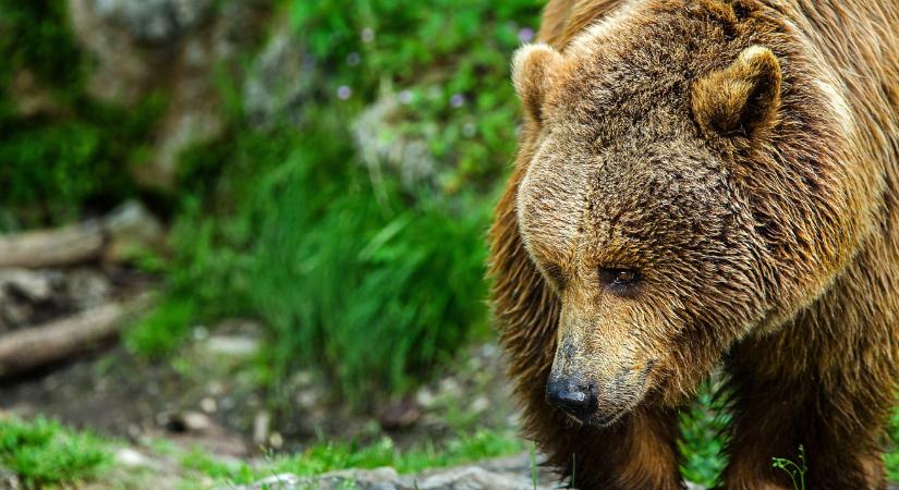 Megpecsételődött az út menti medvék sorsa