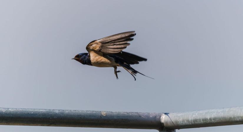 Így menthetjük meg a fecskéket a rossz időben