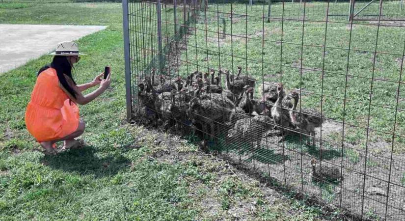 Díjeső a a hajdúnánási struccfarmnak