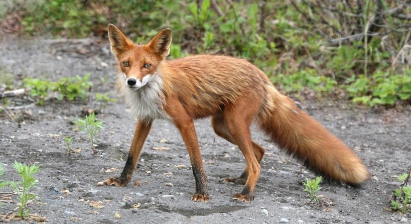 Nagyon vigyázzon, ha a Debrecen környéki erdőkben sétálna kutyájával!