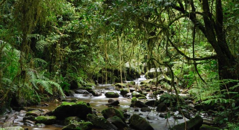 Turisták fedeztek fel egy új állatfajt Madagaszkáron