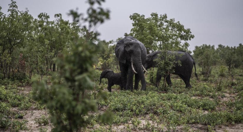 200 elefánt kilövését engedélyezték a zimbabwei hatóságok a súlyos szárazság miatt