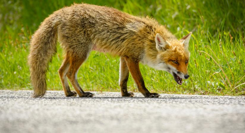 Halálos betegségre figyelmeztet a Nébih: hamarosan indul a vakcinázás