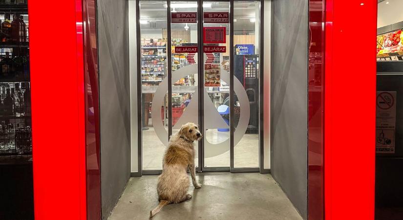 Vizsgálódik még egy kicsit a versenyhivatal a Spar háza táján