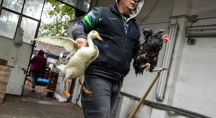 Nyugodt készülődés a Szentendrei-szigeten, az emberek egyelőre nem tartanak nagy árvíztől