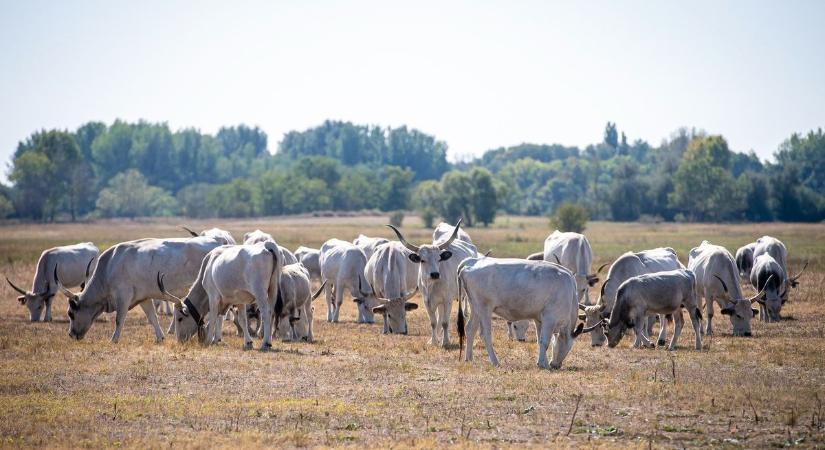 Ökogazdálkodás: az infláció kevésbé érintette a biotermékeket