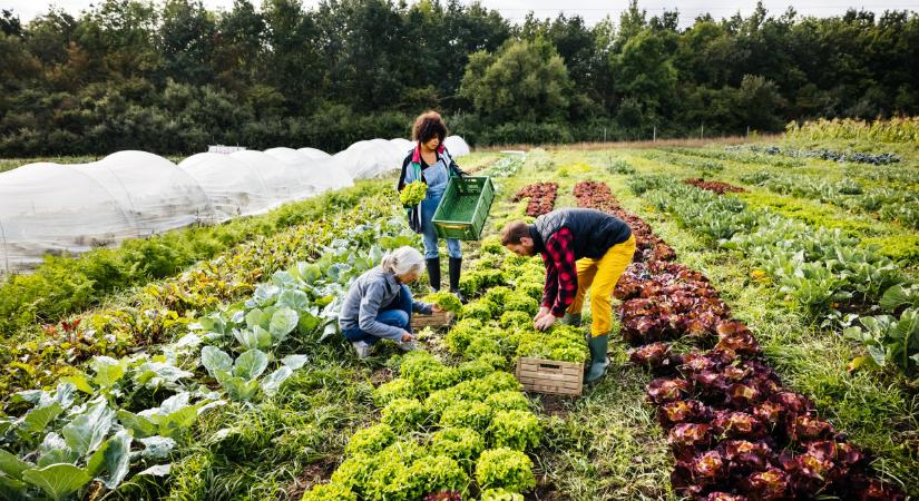 Ilyen lesz a magyar mezőgazdaság a jövőben? Erre jobb felkészülni