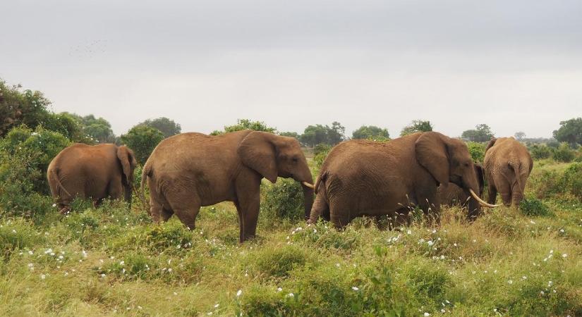 Hatalmas elefántmészárlásra készül Zimbabwe, szívszorító okai vannak