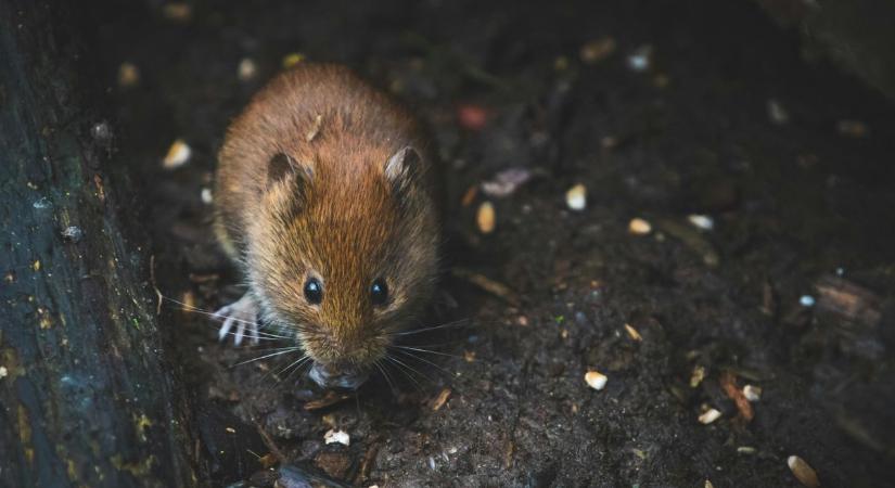 Egérinvázió: idén túl hamar megkezdődött, már ellepték a lakásokat – így védekezz ellenük!