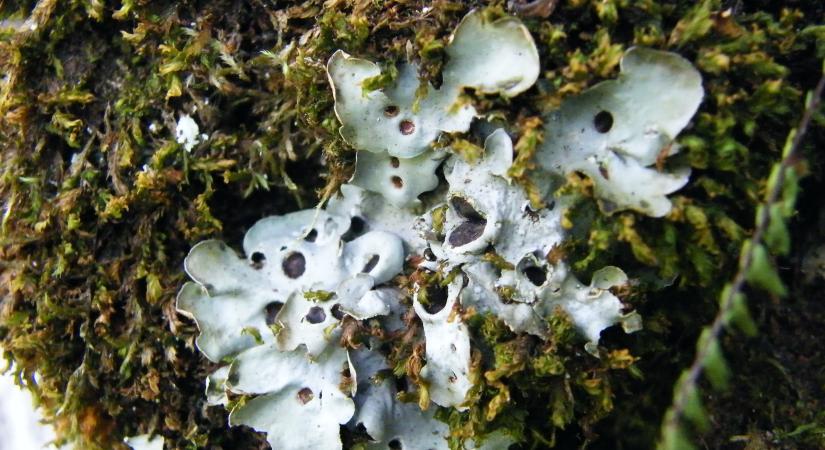 Pettyekkel tarkított söréteszuzmó a dolomitsziklák között