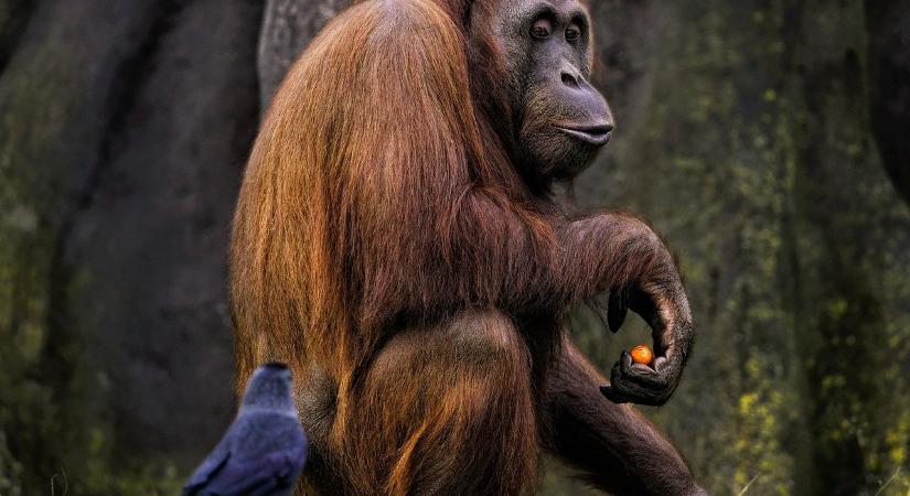 Rejtély – A nyár folyamán elpusztult két orangután is a fővárosi állatkertben