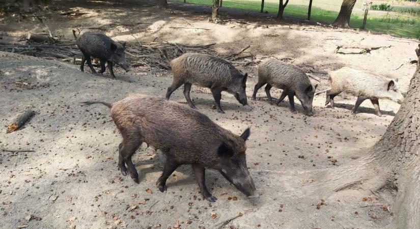 Lezárták az erdőt, megindult a vadak mentése Gemencben