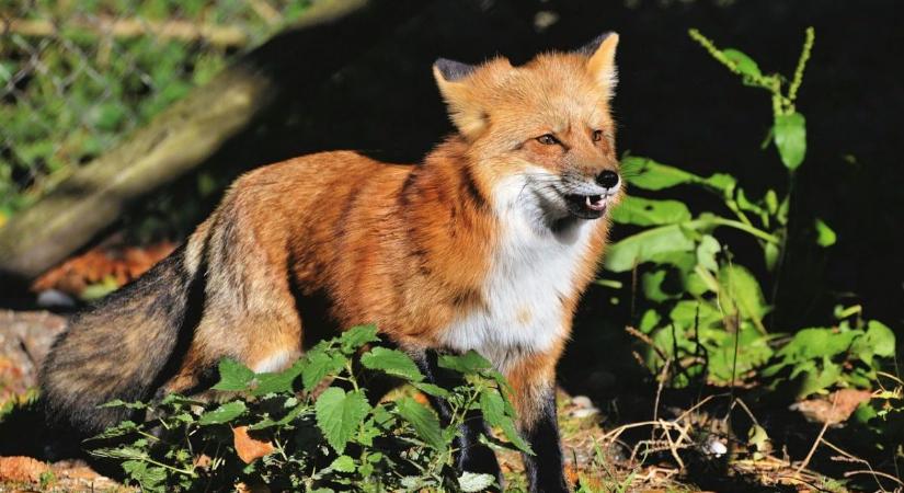 Október 5-től indul a rókák vakcinázása