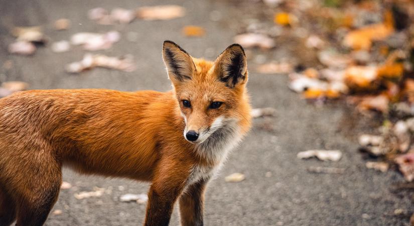 Korlátozás a kutyasétáltásban októberben – minden tudnivaló az őszi ebzárlatról egy helyen!