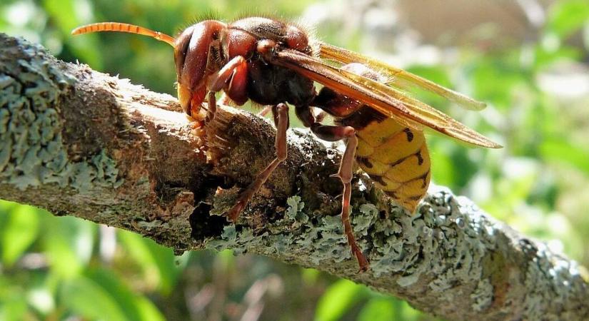 Mit kell tudni a hazánkban élő társas darazsakról? – II. rész