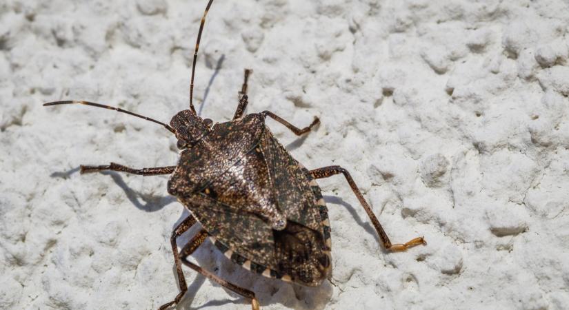 Ömlenek a poloskák a lakásba: ettől a módszertől rettegnek a legjobban