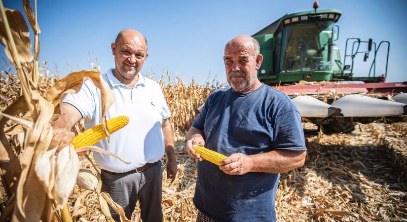 Lehet öröm is a sok eső: a mezőgazdaságnak jól jött a csapadék