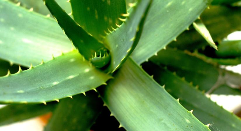 Ezért csodaszer az Aloe vera